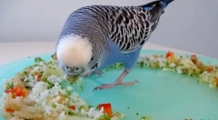 Než krmení vlnitých parrotů kromě potravy, co ještě dát papoušku